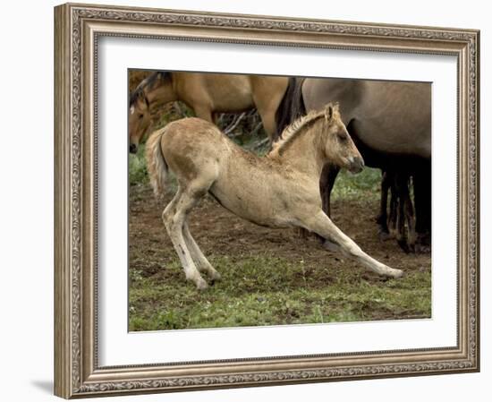 Mustang / Wild Horse Filly Stretching, Montana, USA Pryor Mountains Hma-Carol Walker-Framed Photographic Print