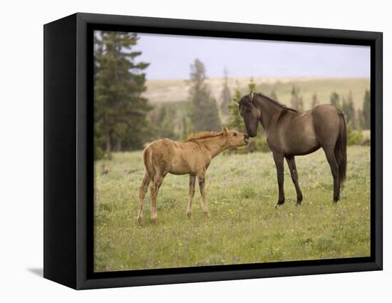 Mustang / Wild Horse Filly Touching Nose of Mare from Another Band, Montana, USA-Carol Walker-Framed Premier Image Canvas
