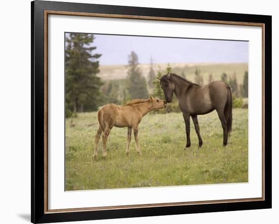 Mustang / Wild Horse Filly Touching Nose of Mare from Another Band, Montana, USA-Carol Walker-Framed Photographic Print