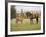 Mustang / Wild Horse Filly Touching Nose of Mare from Another Band, Montana, USA-Carol Walker-Framed Photographic Print