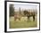 Mustang / Wild Horse Filly Touching Nose of Mare from Another Band, Montana, USA-Carol Walker-Framed Photographic Print