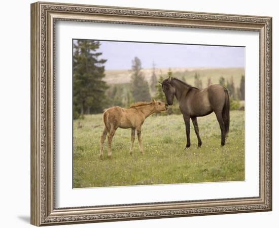 Mustang / Wild Horse Filly Touching Nose of Mare from Another Band, Montana, USA-Carol Walker-Framed Photographic Print