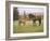 Mustang / Wild Horse Filly Touching Nose of Mare from Another Band, Montana, USA-Carol Walker-Framed Photographic Print