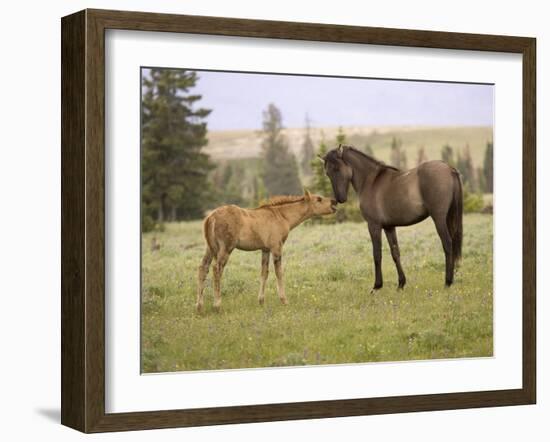 Mustang / Wild Horse Filly Touching Nose of Mare from Another Band, Montana, USA-Carol Walker-Framed Photographic Print