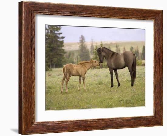 Mustang / Wild Horse Filly Touching Nose of Mare from Another Band, Montana, USA-Carol Walker-Framed Photographic Print