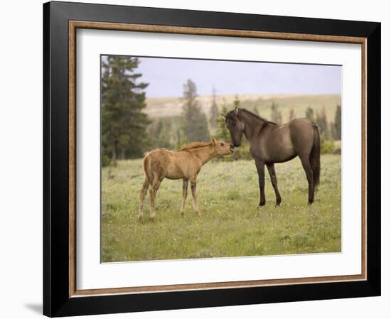 Mustang / Wild Horse Filly Touching Nose of Mare from Another Band, Montana, USA-Carol Walker-Framed Photographic Print