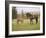 Mustang / Wild Horse Filly Touching Nose of Mare from Another Band, Montana, USA-Carol Walker-Framed Photographic Print