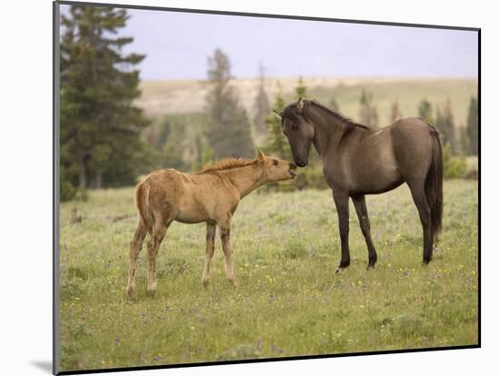 Mustang / Wild Horse Filly Touching Nose of Mare from Another Band, Montana, USA-Carol Walker-Mounted Photographic Print