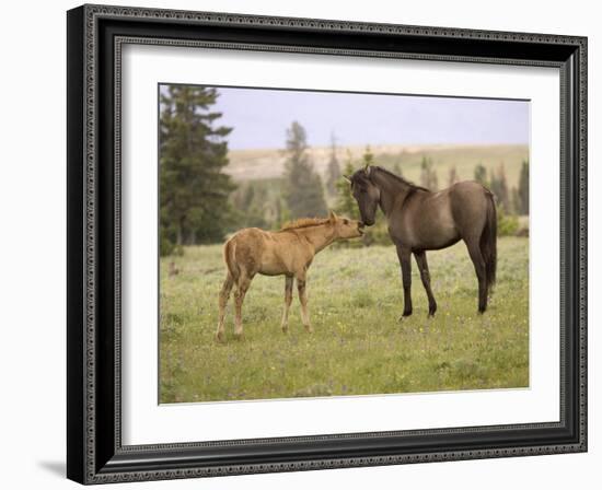 Mustang / Wild Horse Filly Touching Nose of Mare from Another Band, Montana, USA-Carol Walker-Framed Photographic Print