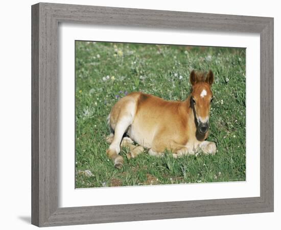 Mustang / Wild Horse Foal, Pryor Mountains, Montana, USA-Lynn M. Stone-Framed Photographic Print