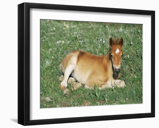 Mustang / Wild Horse Foal, Pryor Mountains, Montana, USA-Lynn M. Stone-Framed Photographic Print