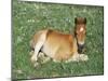 Mustang / Wild Horse Foal, Pryor Mountains, Montana, USA-Lynn M. Stone-Mounted Photographic Print