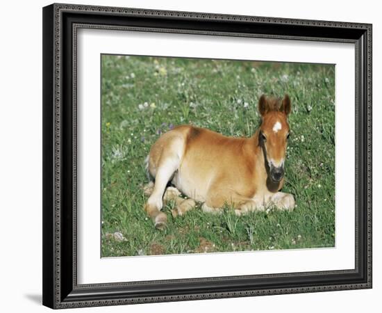 Mustang / Wild Horse Foal, Pryor Mountains, Montana, USA-Lynn M. Stone-Framed Photographic Print