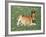 Mustang / Wild Horse Foal, Pryor Mountains, Montana, USA-Lynn M. Stone-Framed Photographic Print