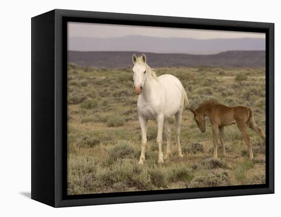 Mustang / Wild Horse, Grey Mare with Colt Foal Stretching, Wyoming, USA Adobe Town Hma-Carol Walker-Framed Premier Image Canvas