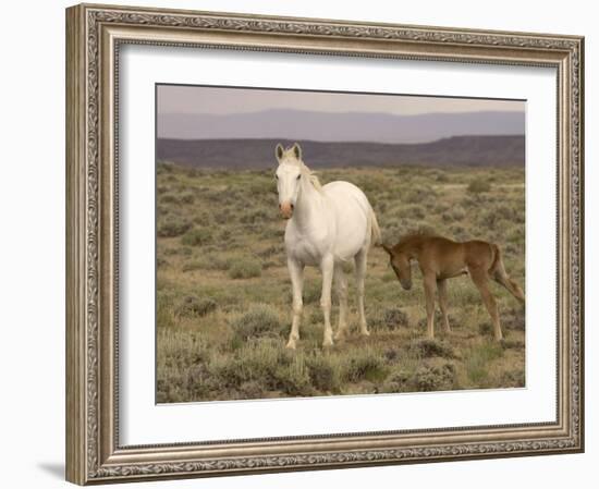 Mustang / Wild Horse, Grey Mare with Colt Foal Stretching, Wyoming, USA Adobe Town Hma-Carol Walker-Framed Photographic Print