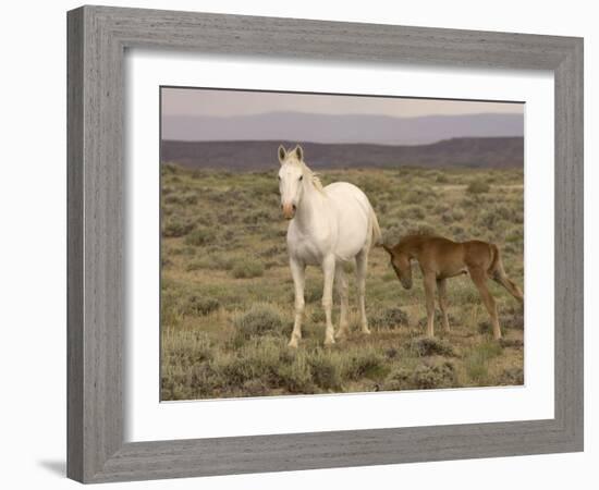 Mustang / Wild Horse, Grey Mare with Colt Foal Stretching, Wyoming, USA Adobe Town Hma-Carol Walker-Framed Photographic Print