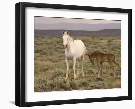 Mustang / Wild Horse, Grey Mare with Colt Foal Stretching, Wyoming, USA Adobe Town Hma-Carol Walker-Framed Photographic Print