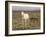 Mustang / Wild Horse, Grey Mare with Colt Foal Stretching, Wyoming, USA Adobe Town Hma-Carol Walker-Framed Photographic Print