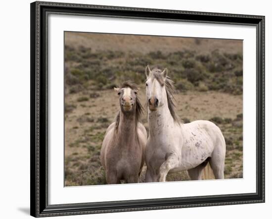 Mustang / Wild Horse, Grey Stallion and Filly, Wyoming, USA Adobe Town Hma-Carol Walker-Framed Photographic Print