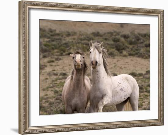 Mustang / Wild Horse, Grey Stallion and Filly, Wyoming, USA Adobe Town Hma-Carol Walker-Framed Photographic Print