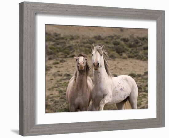 Mustang / Wild Horse, Grey Stallion and Filly, Wyoming, USA Adobe Town Hma-Carol Walker-Framed Photographic Print