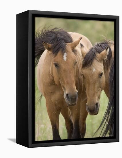 Mustang / Wild Horse Mare and Stallion Bothered by Flies in Summer, Montana, USA Pryor-Carol Walker-Framed Premier Image Canvas