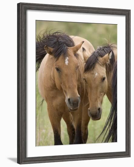 Mustang / Wild Horse Mare and Stallion Bothered by Flies in Summer, Montana, USA Pryor-Carol Walker-Framed Photographic Print