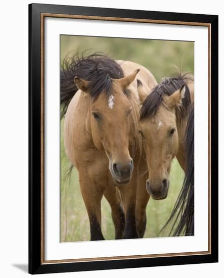 Mustang / Wild Horse Mare and Stallion Bothered by Flies in Summer, Montana, USA Pryor-Carol Walker-Framed Photographic Print