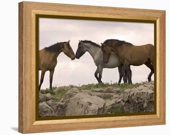 Mustang / Wild Horse Red Dun Stallion Sniffing Mare's Noses, Montana, USA Pryor-Carol Walker-Framed Premier Image Canvas