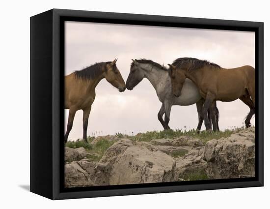 Mustang / Wild Horse Red Dun Stallion Sniffing Mare's Noses, Montana, USA Pryor-Carol Walker-Framed Premier Image Canvas