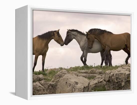 Mustang / Wild Horse Red Dun Stallion Sniffing Mare's Noses, Montana, USA Pryor-Carol Walker-Framed Premier Image Canvas