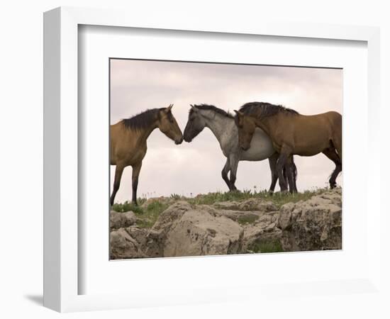 Mustang / Wild Horse Red Dun Stallion Sniffing Mare's Noses, Montana, USA Pryor-Carol Walker-Framed Premium Photographic Print