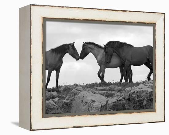 Mustang / Wild Horse Red Dun Stallion Sniffing Mare's Noses, Montana, USA Pryor-Carol Walker-Framed Premier Image Canvas