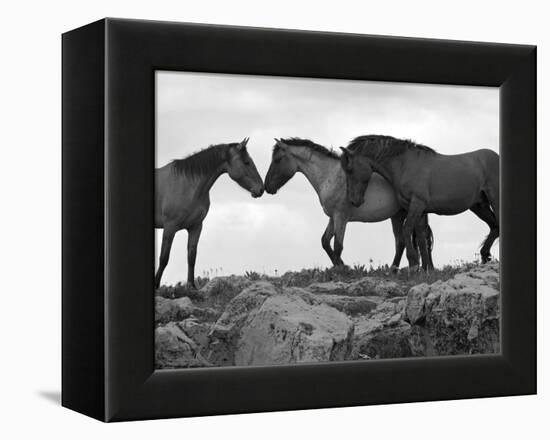 Mustang / Wild Horse Red Dun Stallion Sniffing Mare's Noses, Montana, USA Pryor-Carol Walker-Framed Premier Image Canvas