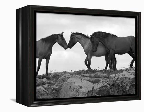 Mustang / Wild Horse Red Dun Stallion Sniffing Mare's Noses, Montana, USA Pryor-Carol Walker-Framed Premier Image Canvas