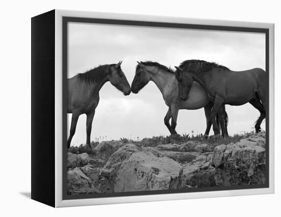 Mustang / Wild Horse Red Dun Stallion Sniffing Mare's Noses, Montana, USA Pryor-Carol Walker-Framed Premier Image Canvas