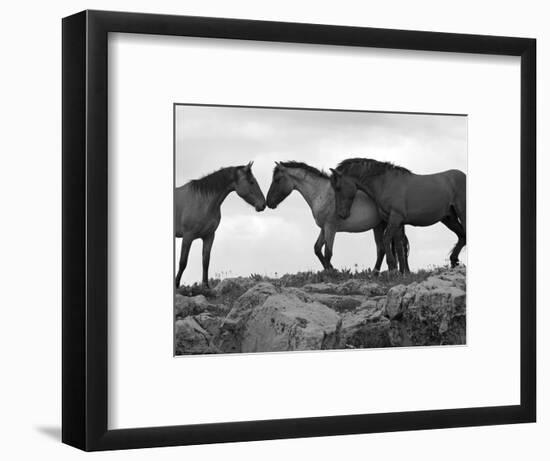Mustang / Wild Horse Red Dun Stallion Sniffing Mare's Noses, Montana, USA Pryor-Carol Walker-Framed Premium Photographic Print