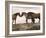 Mustang / Wild Horse Red Dun Stallion Sniffing Mare's Noses, Montana, USA Pryor-Carol Walker-Framed Photographic Print