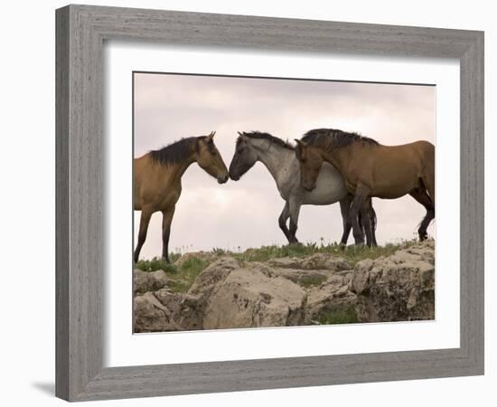 Mustang / Wild Horse Red Dun Stallion Sniffing Mare's Noses, Montana, USA Pryor-Carol Walker-Framed Photographic Print