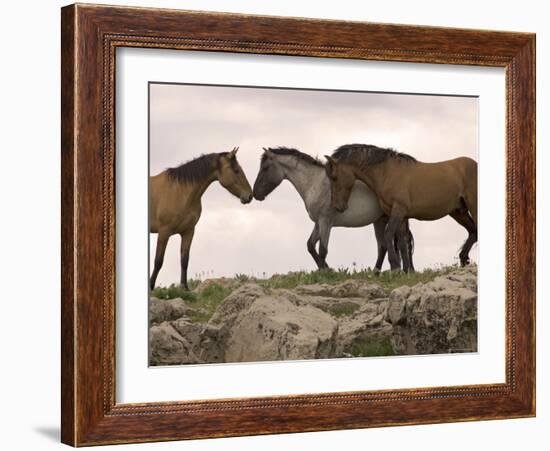 Mustang / Wild Horse Red Dun Stallion Sniffing Mare's Noses, Montana, USA Pryor-Carol Walker-Framed Photographic Print