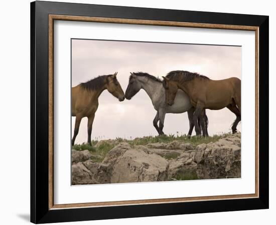 Mustang / Wild Horse Red Dun Stallion Sniffing Mare's Noses, Montana, USA Pryor-Carol Walker-Framed Photographic Print