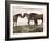 Mustang / Wild Horse Red Dun Stallion Sniffing Mare's Noses, Montana, USA Pryor-Carol Walker-Framed Photographic Print