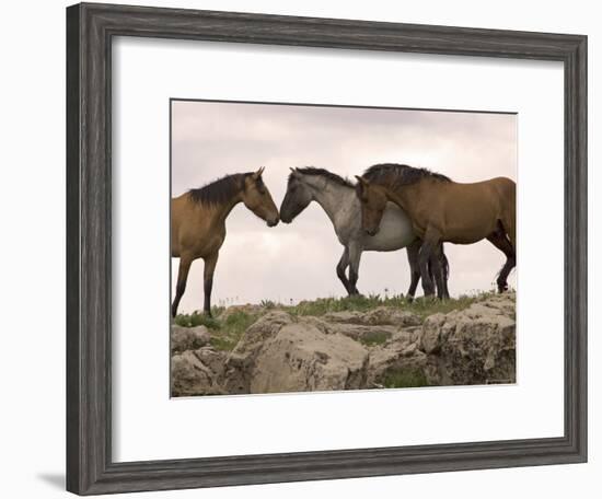 Mustang / Wild Horse Red Dun Stallion Sniffing Mare's Noses, Montana, USA Pryor-Carol Walker-Framed Photographic Print