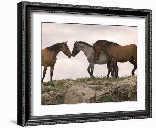 Mustang / Wild Horse Red Dun Stallion Sniffing Mare's Noses, Montana, USA Pryor-Carol Walker-Framed Photographic Print