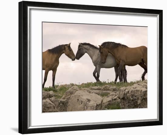 Mustang / Wild Horse Red Dun Stallion Sniffing Mare's Noses, Montana, USA Pryor-Carol Walker-Framed Photographic Print