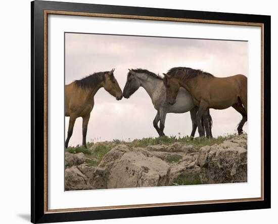 Mustang / Wild Horse Red Dun Stallion Sniffing Mare's Noses, Montana, USA Pryor-Carol Walker-Framed Photographic Print