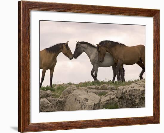 Mustang / Wild Horse Red Dun Stallion Sniffing Mare's Noses, Montana, USA Pryor-Carol Walker-Framed Photographic Print