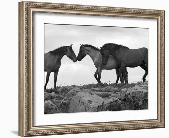 Mustang / Wild Horse Red Dun Stallion Sniffing Mare's Noses, Montana, USA Pryor-Carol Walker-Framed Photographic Print