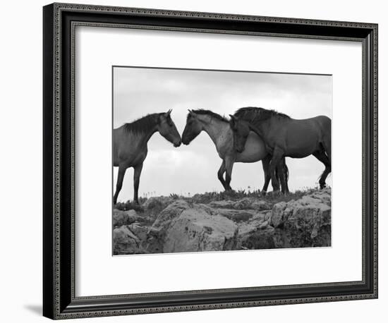 Mustang / Wild Horse Red Dun Stallion Sniffing Mare's Noses, Montana, USA Pryor-Carol Walker-Framed Photographic Print